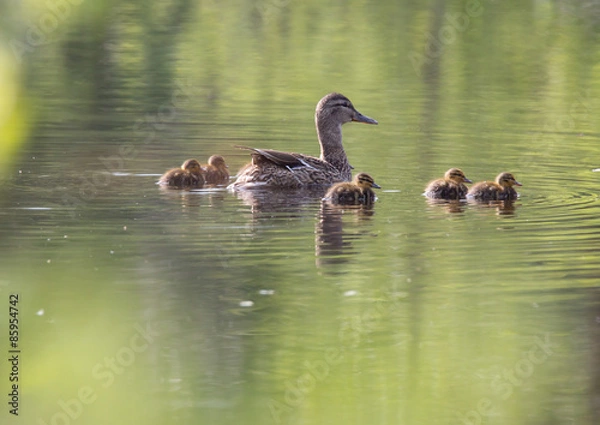 Fototapeta Small ducklings
