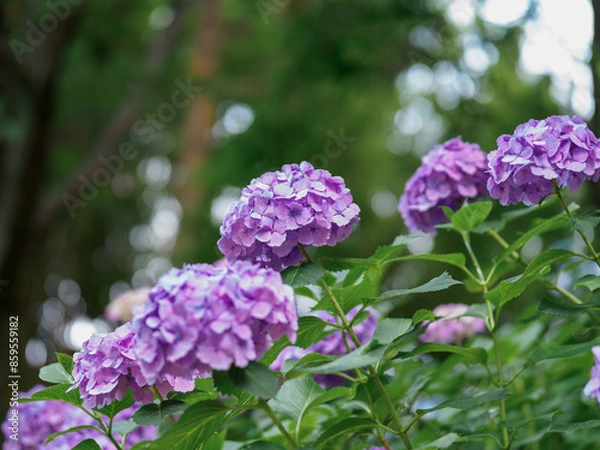 Fototapeta 紫色のアジサイ
