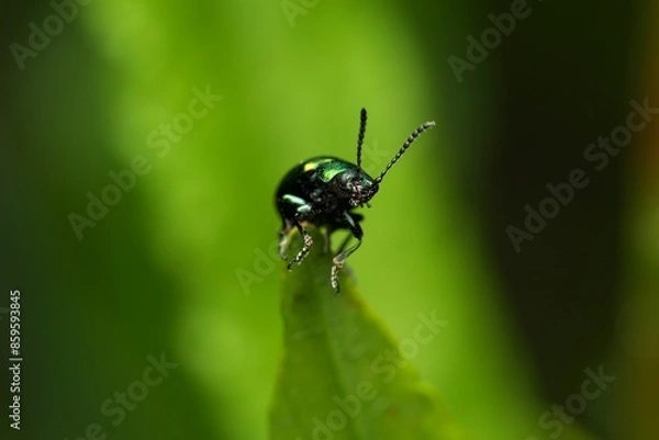Fototapeta Close-up macro shot of a Alder Leaf Beetle on a leaf with a blurred green background