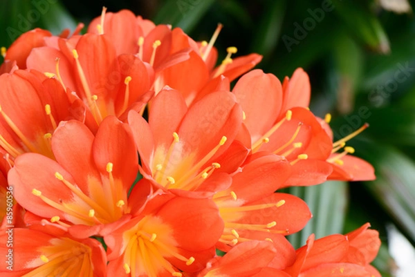 Fototapeta clivia miniata in full bloom