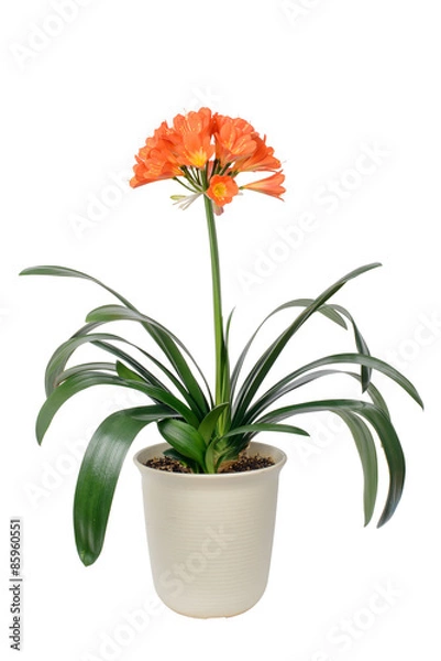 Obraz clivia miniata in full bloom