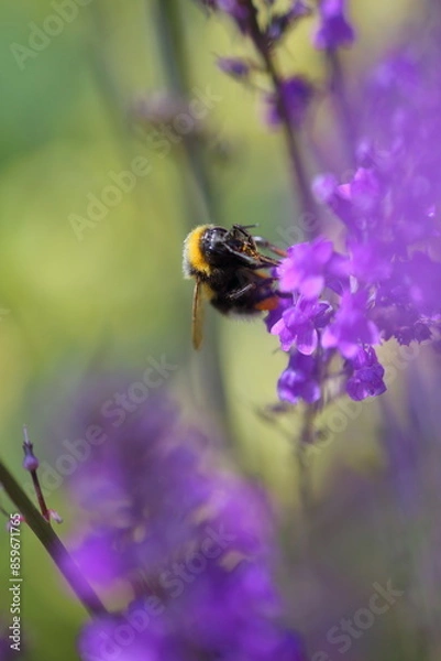 Obraz Bees on flowers