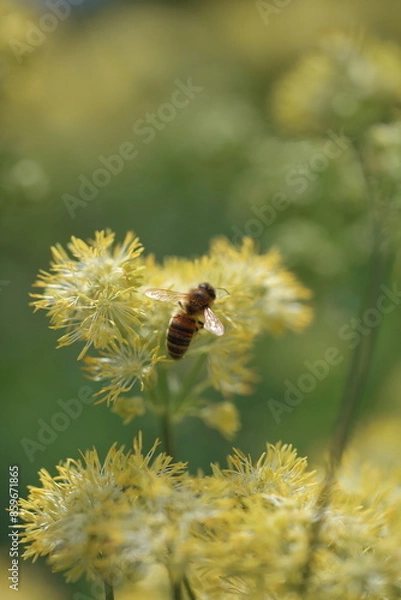 Obraz Bees on flowers