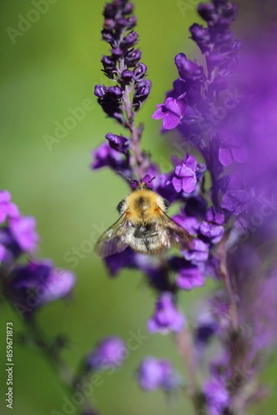 Obraz Bees on flowers