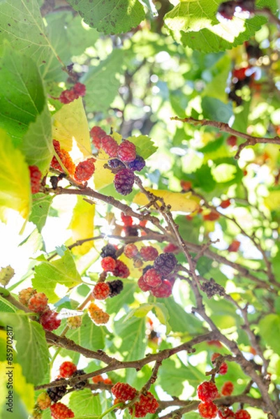 Fototapeta Raspberry fruits on the branch of the tree with a background of lush green leaves and sunlight