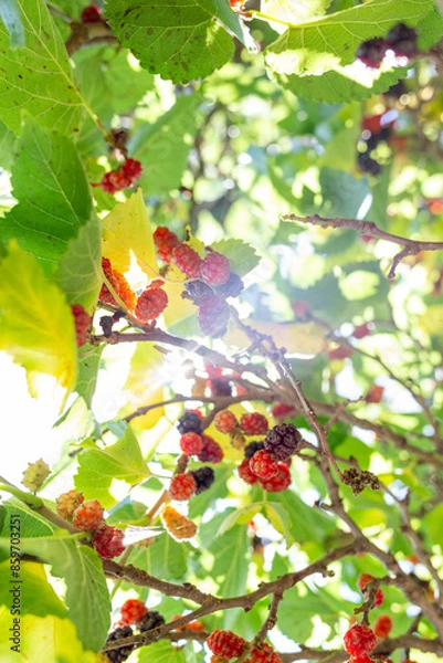 Fototapeta Raspberry fruits on the branch of the tree with a background of lush green leaves and sunlight