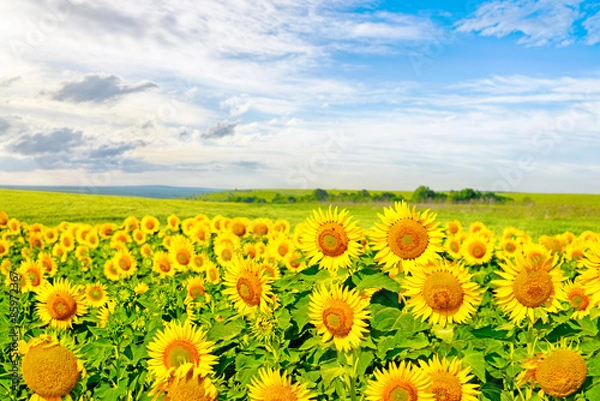 Obraz Sunflowers on a large field of sunflowers