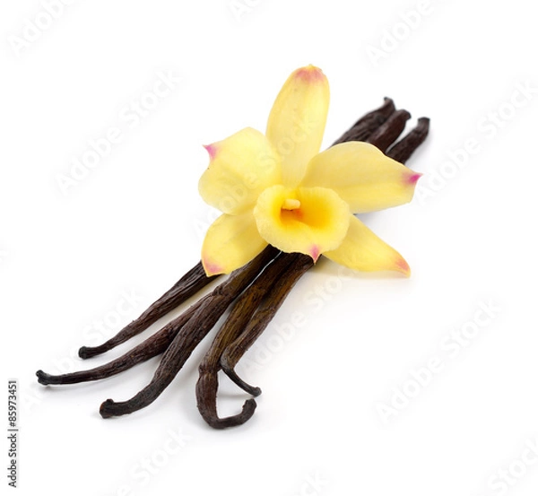 Fototapeta Vanilla pods with one yellow orchid.