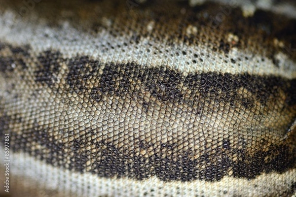 Obraz lizard skin texture