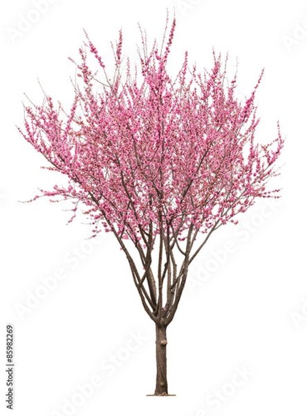 Obraz pink sacura tree