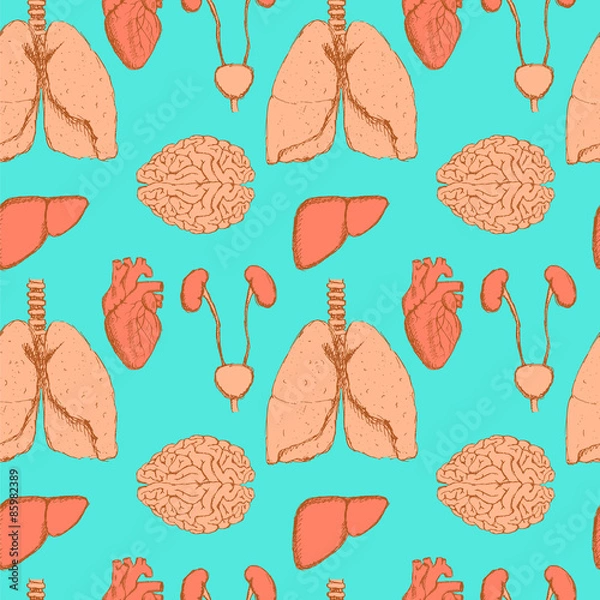 Fototapeta Sketch internal organs in vintage style