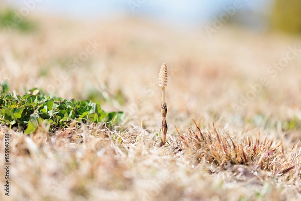 Obraz つくしは春の植物です