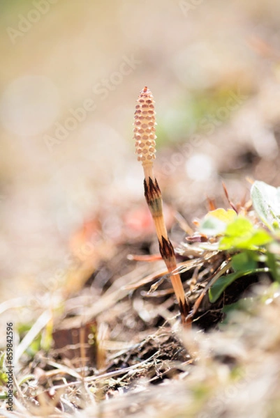 Obraz つくしは春の植物です