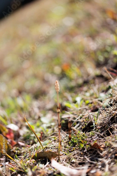 Obraz つくしは春の植物です