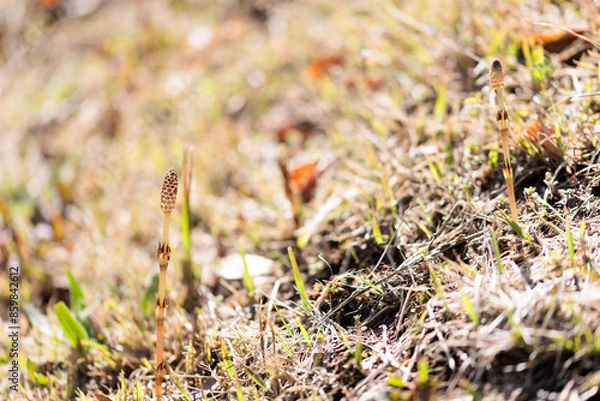 Obraz つくしは春の植物です