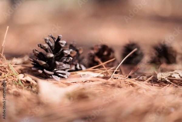 Obraz 松ぼっくり