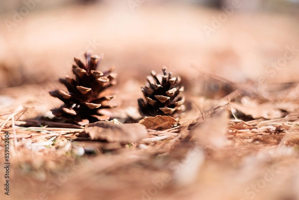 Obraz 松ぼっくり