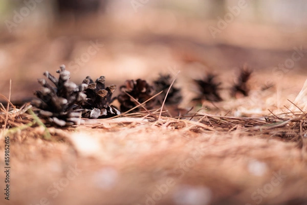 Obraz 松ぼっくり