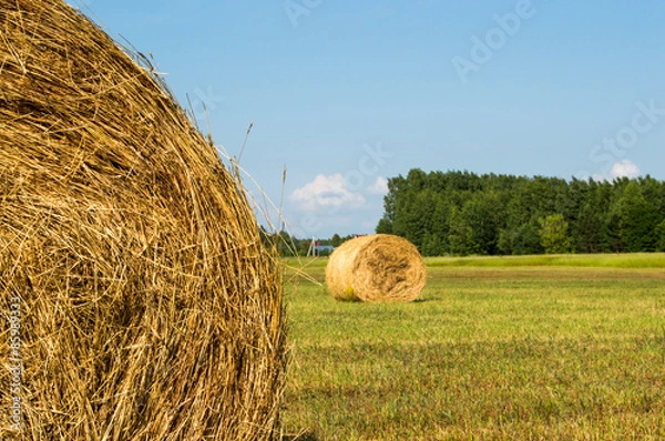 Obraz рулоны сена на поле