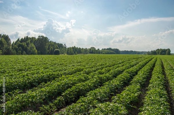 Obraz кусты картофеля на поле
