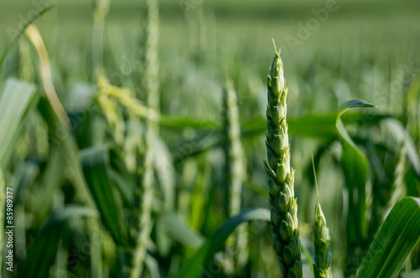 Obraz колос молодой пшеницы