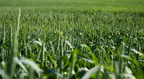 Obraz пшеничное поле 