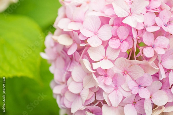 Fototapeta 紫陽花