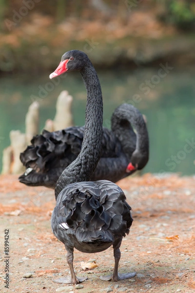 Fototapeta two swans