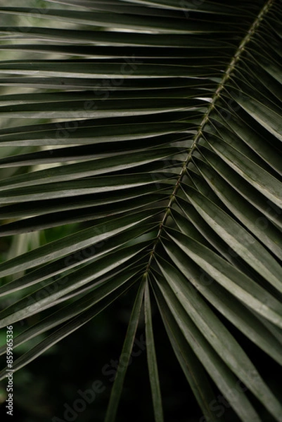 Fototapeta Close-Up View of a Lush Green Palm Leaf in a Tropical Garden