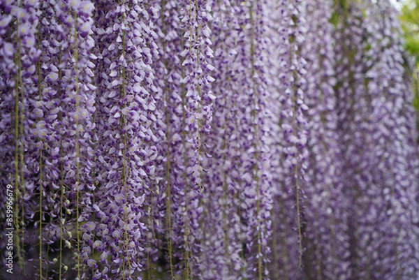 Fototapeta 藤の美しき瞬間