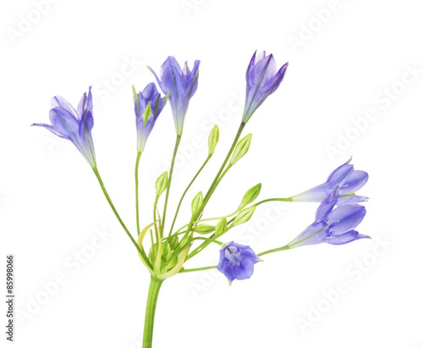 Obraz Brodiaea Flower