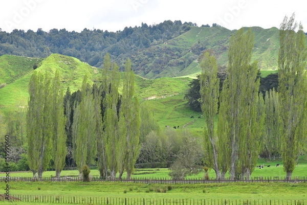 Fototapeta Dairy farm paddocks with grazing livestock resting under scattered trees along the Forgotten World Highway in Taranaki region. Location: Taranaki New Zealand