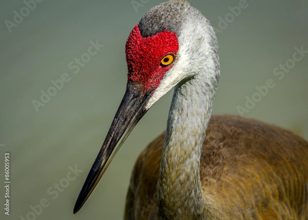 Fototapeta Sandhill Crane