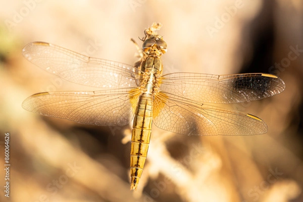 Obraz Libélula marrón