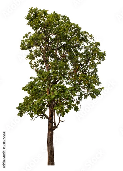 Fototapeta Green tree isolated on transparent background with clipping path and alpha channel.