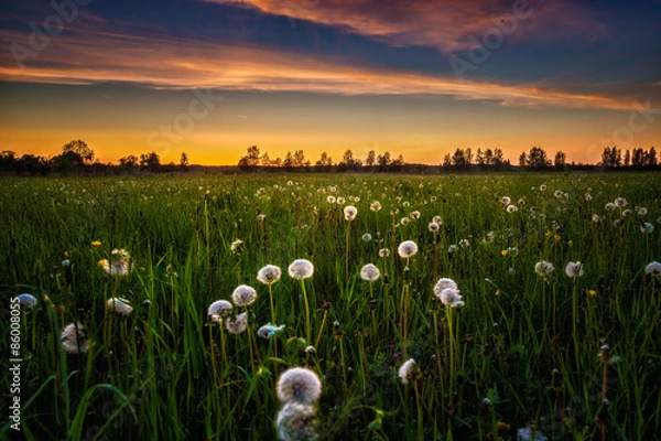 Obraz Поле одуванчиков на закате