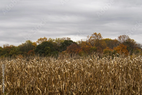 Fototapeta Autumn Corn Field