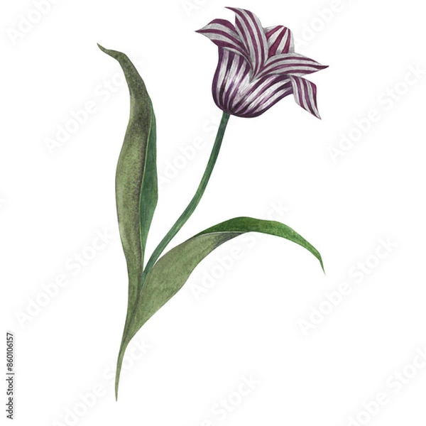 Fototapeta Watercolor illustration of a purple striped tulip with stem and leaves. Hand drawn isolated on transparent background