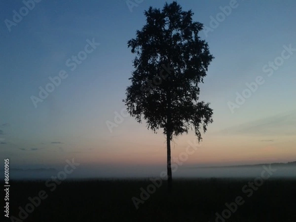 Fototapeta A lone tree in a foggy night at the field