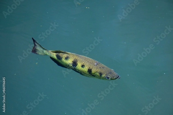 Fototapeta An archer fish is seen in profile swimming below the surface of a lake. His back is pale brown and his sides yellow, with black spots. His tail is visible, and his fins are by his side.