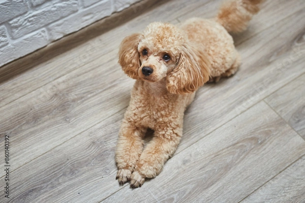 Fototapeta Dog Poodle Lying on the Floor. Dog Waits for Return of Owners Back. 