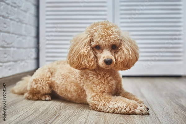 Fototapeta Dog Poodle Lying on the Floor. Dog Waits for Return of Owners Back. 