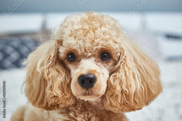 Fototapeta Poodle dog is lying and sleeping in bed, having a siesta