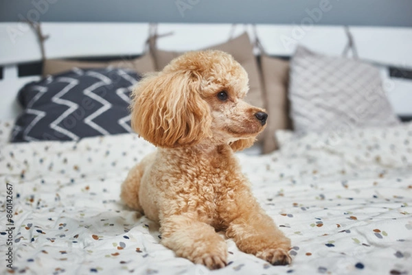 Fototapeta Poodle dog is lying and sleeping in bed, having a siesta