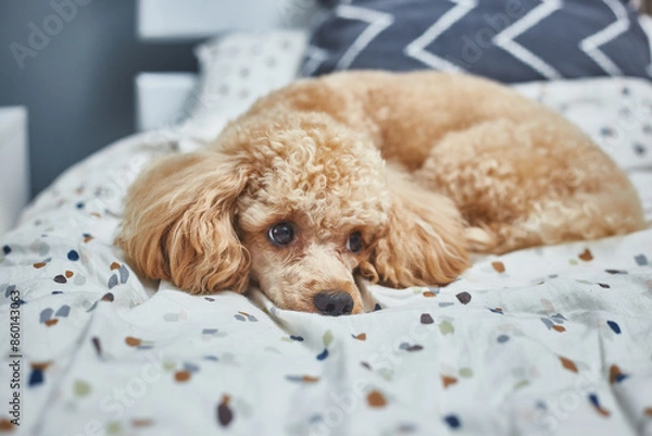 Fototapeta Poodle dog is lying and sleeping in bed, having a siesta