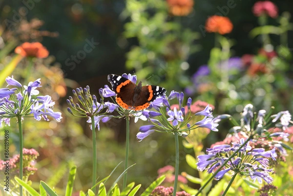 Obraz Schmetterling 1178