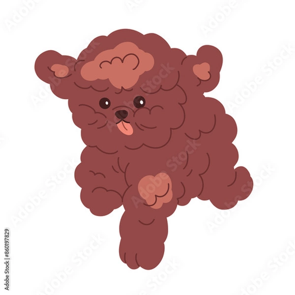 Fototapeta Toy Poodle, cute puppy running. Funny little miniature dog rushing. Adorable doggy with tongue out. Amusing pup, sweet canine animal. Flat graphic  illustration isolated on white background