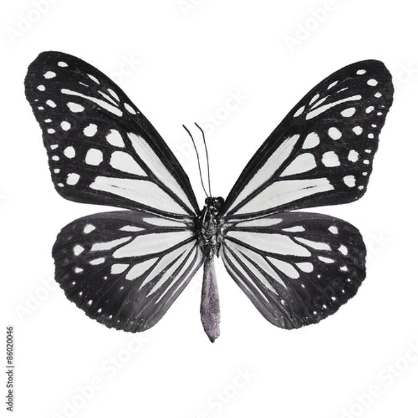 Obraz fancy butterfly isolated on white