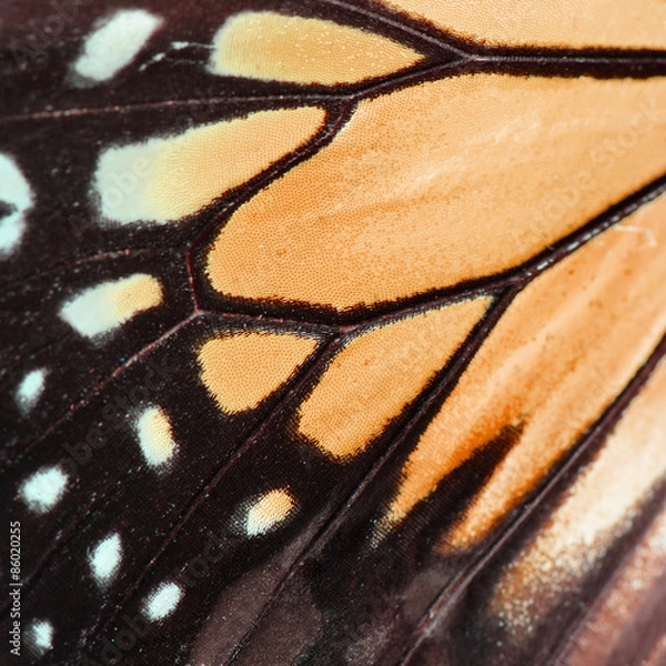 Obraz orange butterfly wing