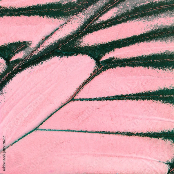 Obraz pink butterfly wing